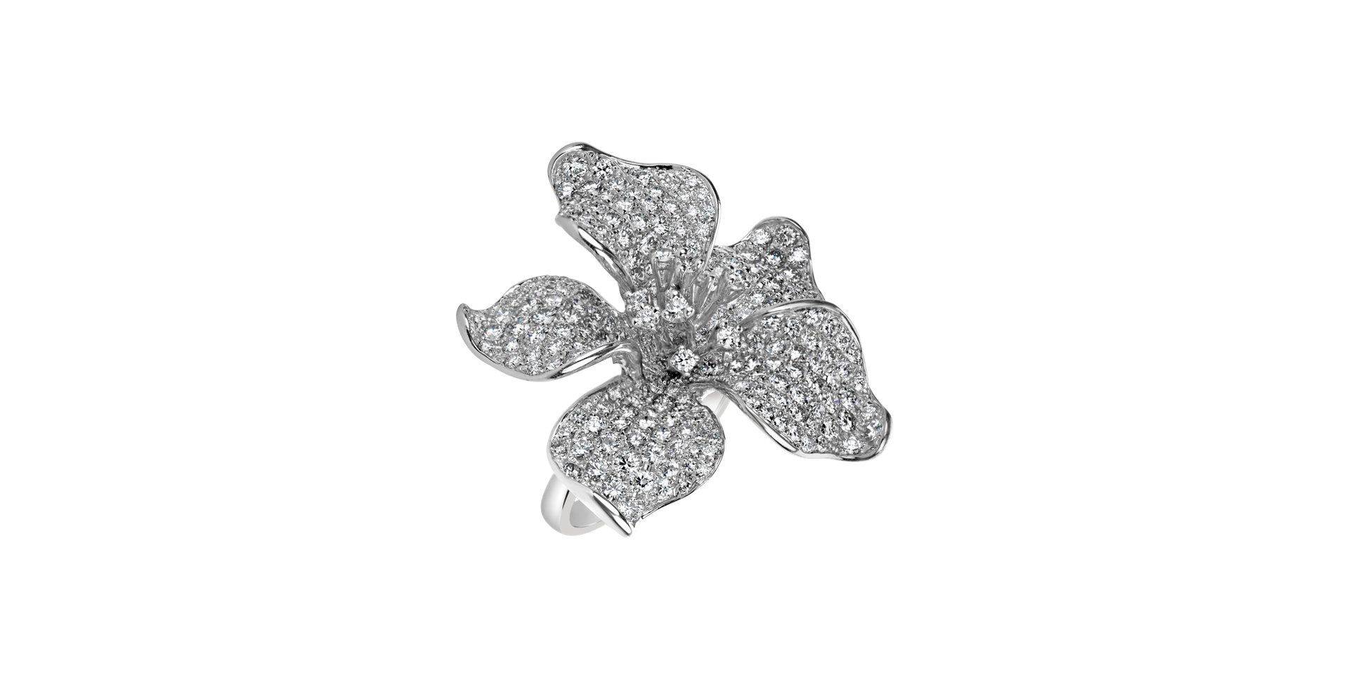 Diamond ring Inflorescence